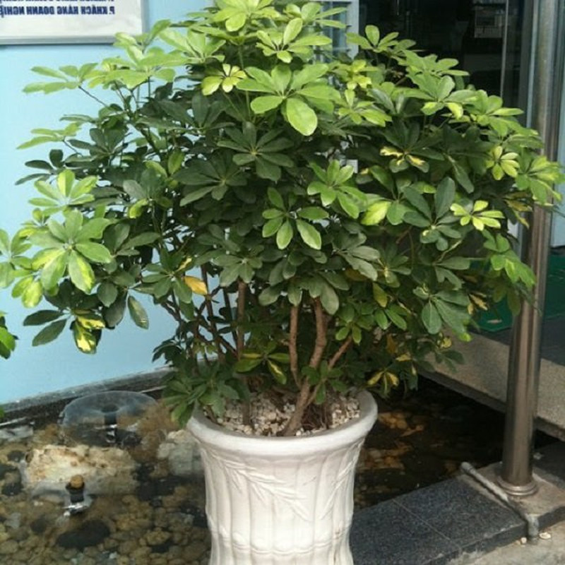 8 cay canh tot cho phong thuy, trong truoc nha xua ta khi, hut tai loc-Hinh-3