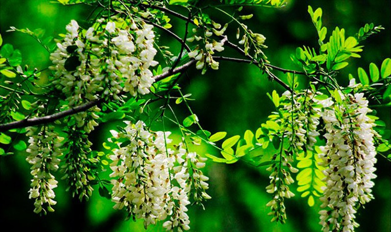 8 cay canh tot cho phong thuy, trong truoc nha xua ta khi, hut tai loc-Hinh-5