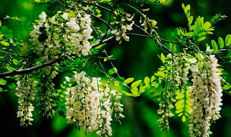 8 cay canh tot cho phong thuy, trong truoc nha xua ta khi, hut tai loc-Hinh-5