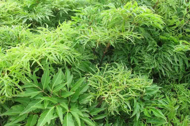 Rối loạn tiền đình, đau đầu, mất ngủ: Ăn thứ này trị dứt điểm! Roi loan tien dinh, dau dau, mat ngu: An thu nay tri dut diem!