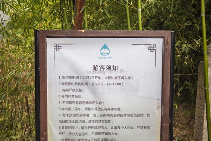 Sau khi bước vào chùa, băng qua một rừng trúc nhỏ, bạn sẽ thấy một bảng thông báo ghi rằng người ta chỉ cho phép mọi người nhìn ngắm cây bạch quả, cấm chụp ảnh cũng như quay phim.