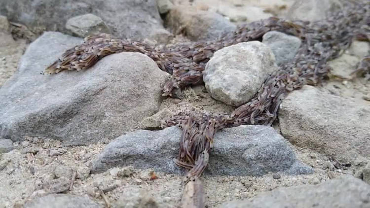 Hang chuc ngan au trung di chuyen thanh khoi khong lo ky di