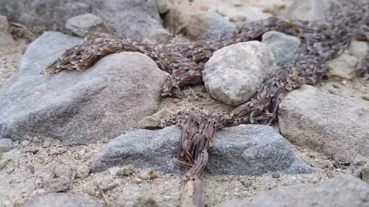 Hang chuc ngan au trung di chuyen thanh khoi khong lo ky di