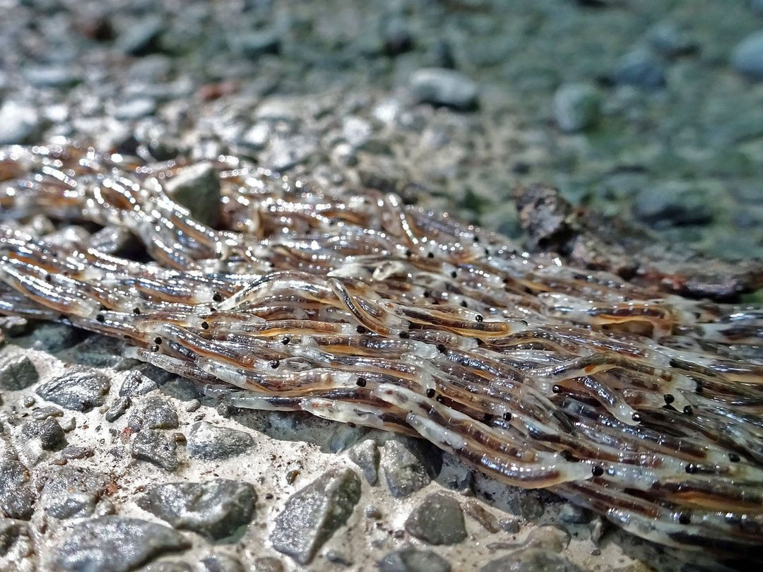 Hang chuc ngan au trung di chuyen thanh khoi khong lo ky di-Hinh-2