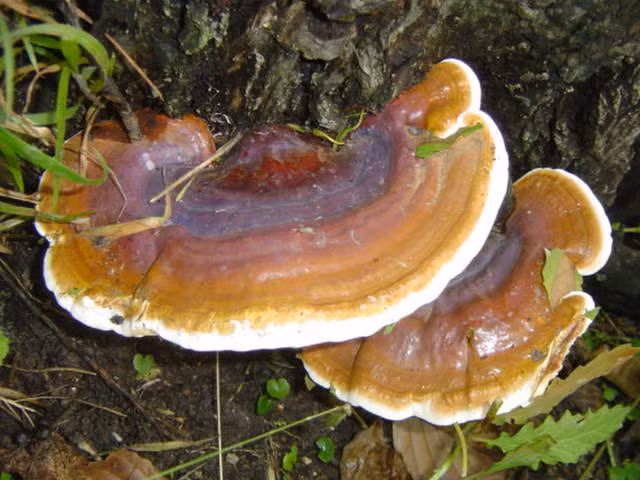 Nấm lim xanh. Ảnh minh họa/nguồn:Internet