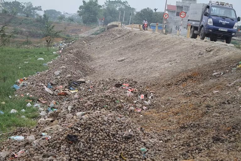 Trên khắp các đường làng cho tới ven đê đâu đâu cũng chất đống vỏ ốc bươu vàng cùng mùi hôi thối bốc lên ảnh hưởng tới đi lại và sinh hoạt của người dân trong làng.