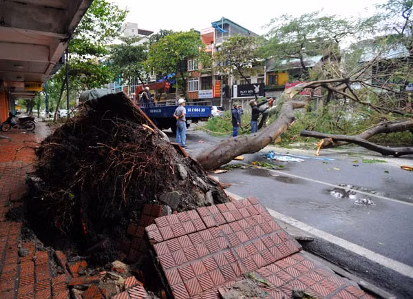 Ngoài ra, tại nhiều tuyến phố, cây lớn bật gốc vắt ngang đường làm tê liệt giao thông. Ảnh: Dân Việt