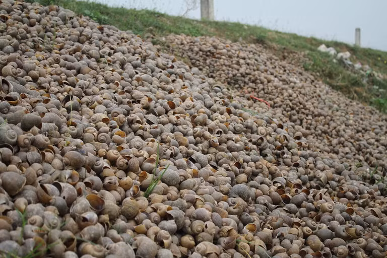 Hệ quả vì cái lợi trước mắt của nhiều người dân nơi đây đã gây ra tình trạng ô nhiễm môi trường nghiêm trọng trên khắp đường làng.