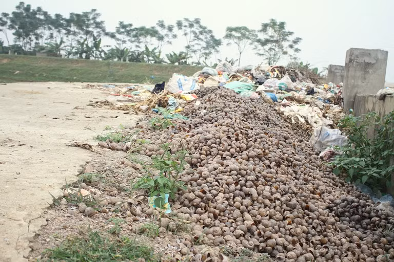 Hố tập kết vỏ ốc bươu vàng được xây dựng lên nhưng cũng không thể chứa được hết vỏ ốc. Thậm chí vỏ ốc được đổ vung vãi khỏi miệng hố, ra cả lòng đường.
