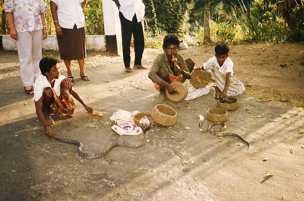 Những người đàn ông hành nghề thổi kèn điều khiển rắn ở Kandy.
