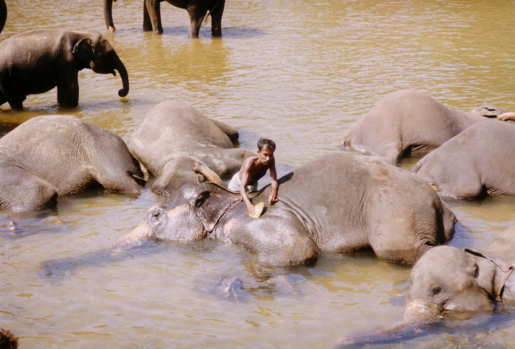 Người nài voi tắm cho đàn voi tại một dòng sông.