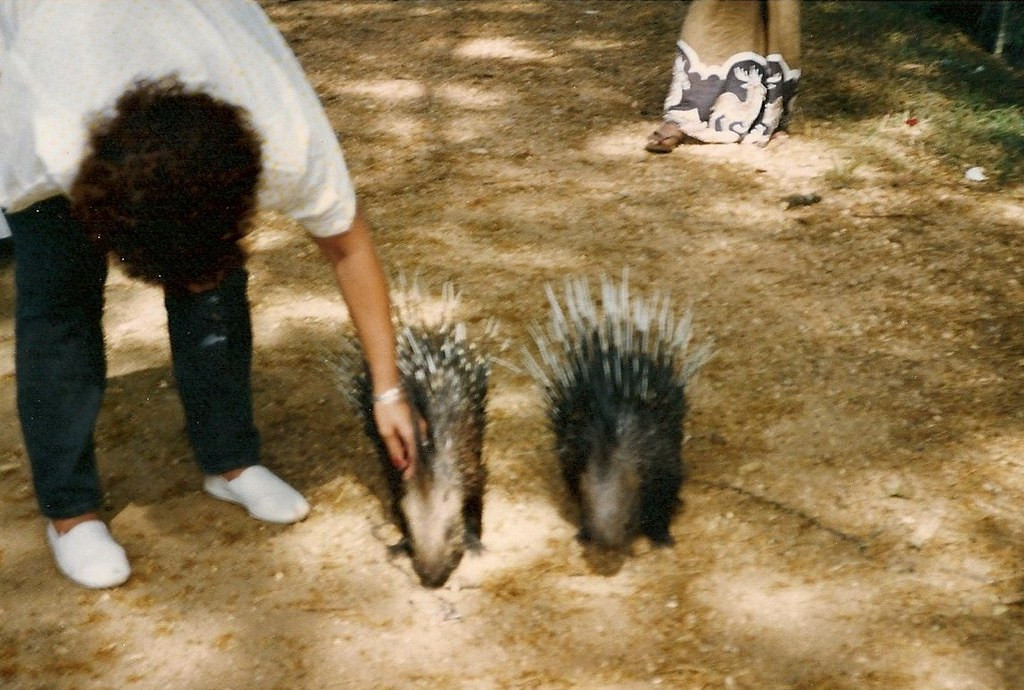 Nghịch nhím tại một trang trại ở Kandy.