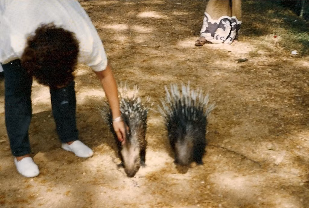 Nghịch nhím tại một trang trại ở Kandy.