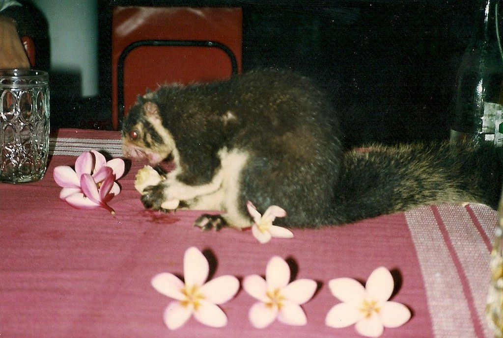 Chú sóc tại khu biệt thự.