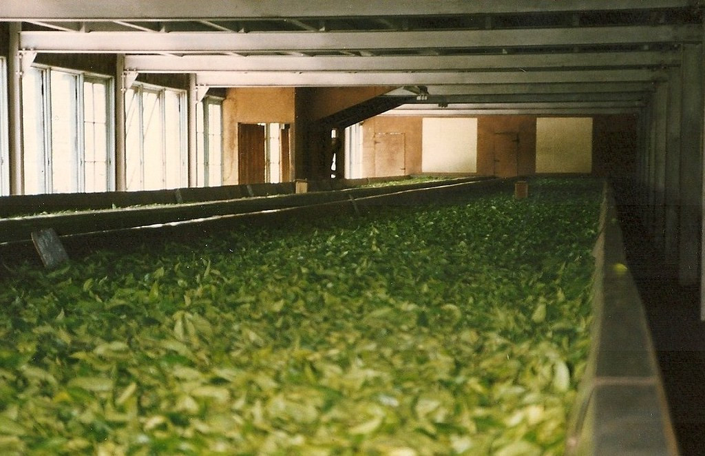 Trong xưởng chế biến trà.