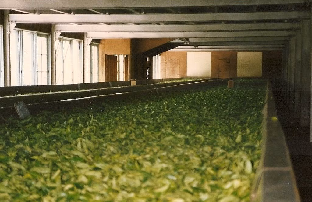 Trong xưởng chế biến trà.