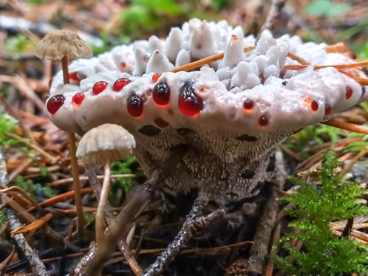 Các quả thể của nấm răng chảy máu được tìm thấy mọc đơn độc, rải rác hoặc thành cụm với nhau trên mặt đất dưới các cây lá kim, thường là giữa các loại rêu và thảm lá rụng.