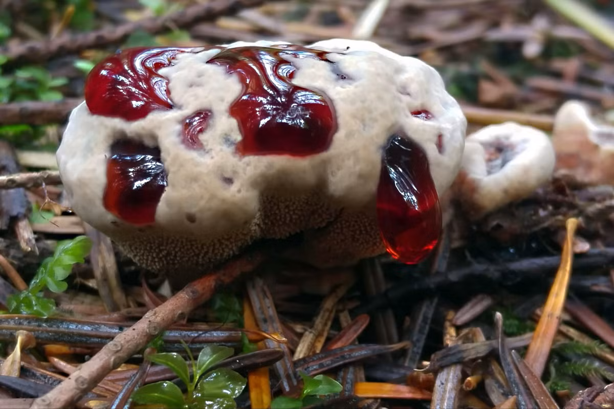 "Răng chảy máu" (bleeding tooth) là tên gọi của một loài nấm kỳ lạ có tên khoa học là Hydnellum peckii. Chúng được ghi nhận ở Bắc Mỹ, Châu Âu, và một số khu vực ở châu Á.