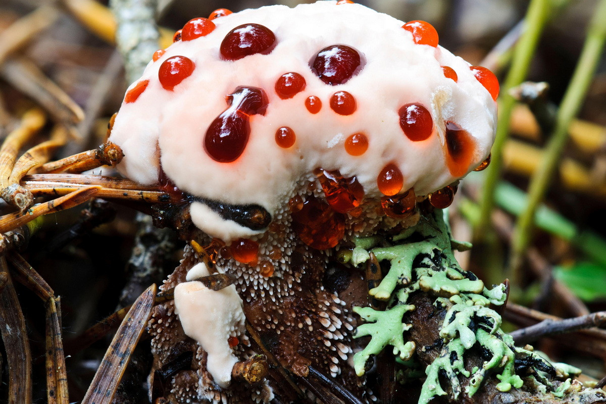 Tên gọi "răng chảy máu" bắt nguồn từ đặc điểm có 1-0-2 của loài nấm này, đó là khi còn non, thể quả (cấu trúc sinh sản) màu trắng của chúng sẽ tiết ra một chất lỏng màu đỏ tươi trông rất giống máu.