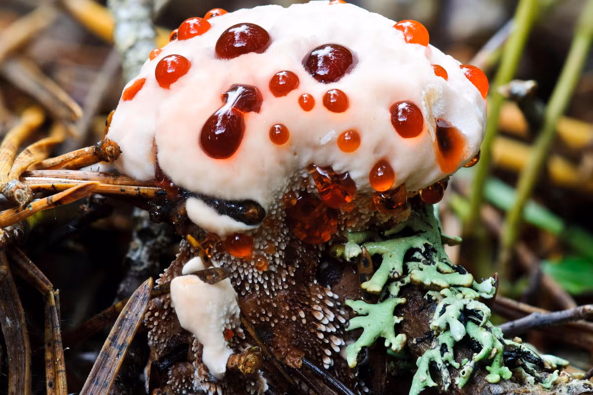 Tên gọi "răng chảy máu" bắt nguồn từ đặc điểm có 1-0-2 của loài nấm này, đó là khi còn non, thể quả (cấu trúc sinh sản) màu trắng của chúng sẽ tiết ra một chất lỏng màu đỏ tươi trông rất giống máu.