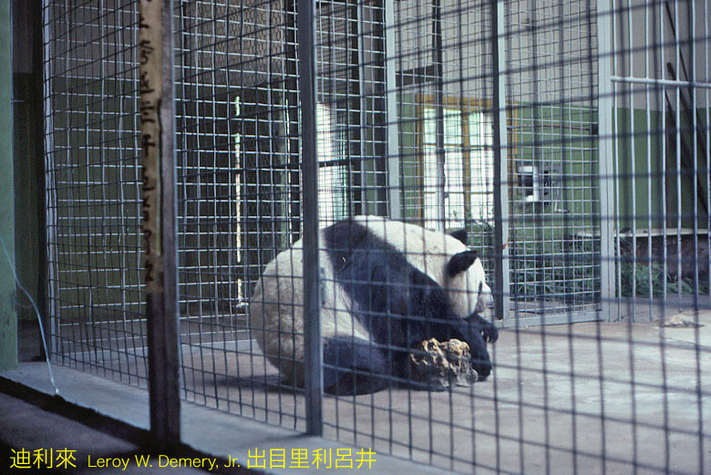 Con gấu trúc trong sở thú Bắc Kinh.