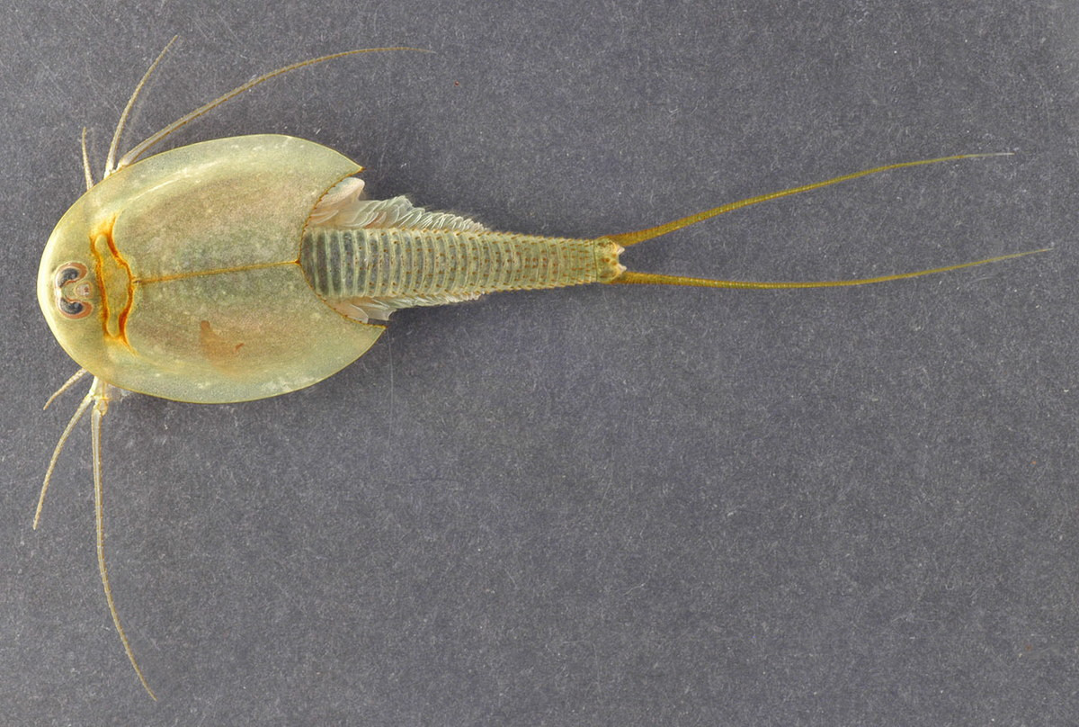 Hiện tại, các loài tôm nòng nọc có phạm vi phân bố rộng trên thế giới. Trong đó, các loài sinh sản hữu tính thống trị ở phía Nam bán cầu và loài trinh sản (sinh sản không cần con đực) thống trị phía Bắc.