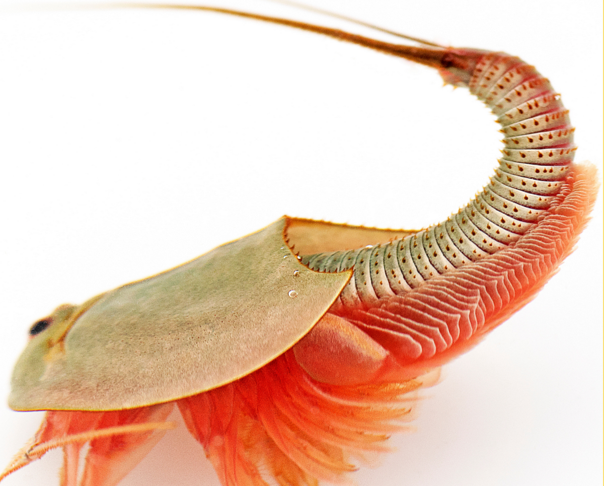 Trong tự nhiên, chế độ ăm của tôm nòng nọc gồm cả động vật và thực vật. Chúng có thể được thả vào ruộng lúa như giải pháp sinh học nhằm tiêu diệt cỏ dại do đặc tính háu ăn của mình.