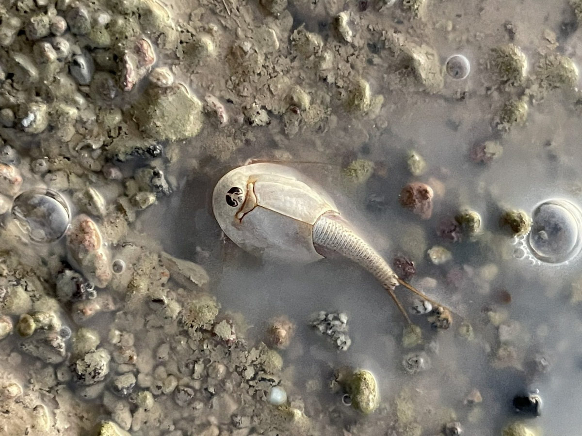 Khi các vũng nước khô đi, tôm trưởng thành sẽ chết, nhưng trứng của chúng có thể tồn tại trong môi trường khô hạn và nhiệt độ cao khoảng hơn 15 năm. Chỉ cần có một cơn mưa, trứng sẽ nở ngay.