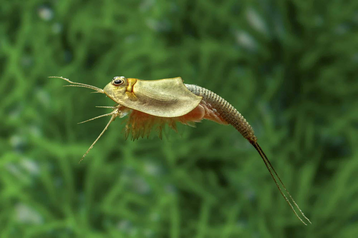 Các loài giáp xác cổ nhất hành tinh này rất dễ nhận diện với phần đầu hao hao cua móng ngựa (con sam), còn đuôi dài nhiều đốt và có hai cái "râu" dài chĩa về phía sau.