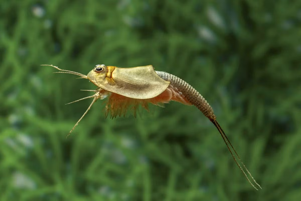 Các loài giáp xác cổ nhất hành tinh này rất dễ nhận diện với phần đầu hao hao cua móng ngựa (con sam), còn đuôi dài nhiều đốt và có hai cái "râu" dài chĩa về phía sau.