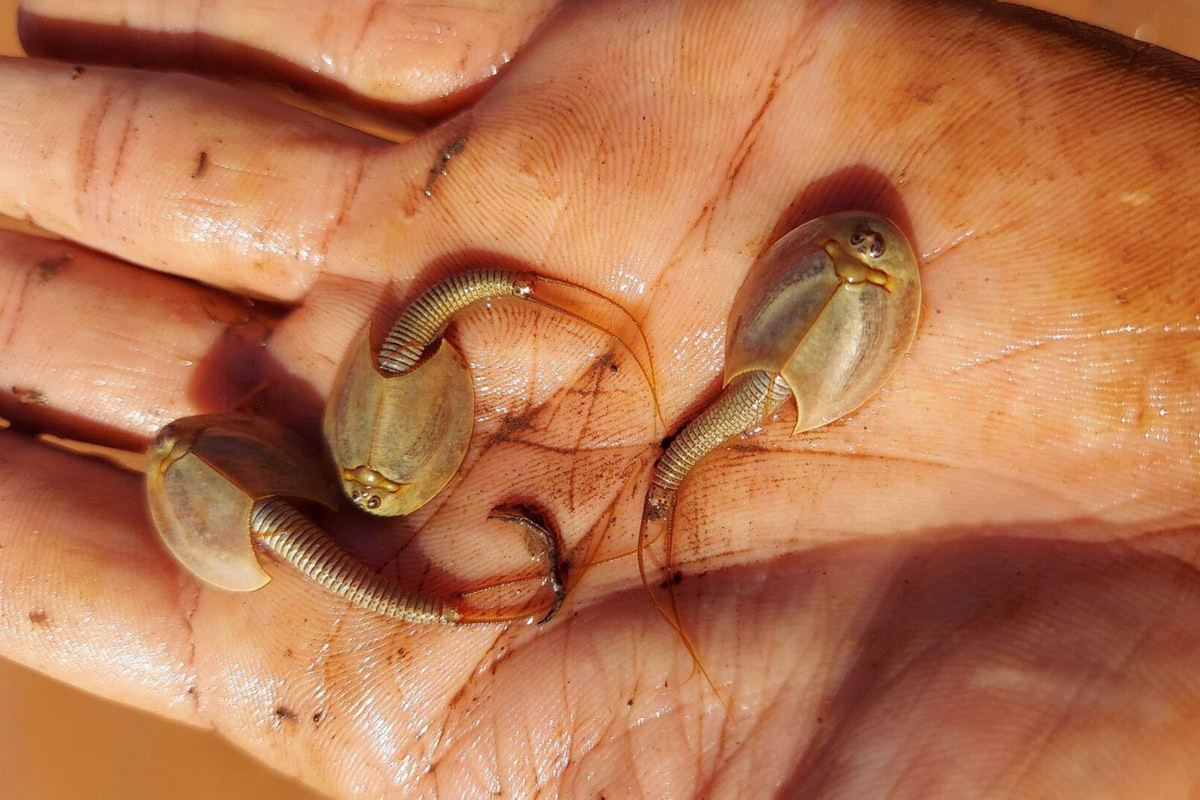 24 giờ sau khi nởm, tôm nóng nọc đã giống như phiên bản thu nhỏ của con trưởng thành. Chúng sẽ trưởng thành hoàn toàn trong 2-3 tuần và kịp sinh sản trước khi nguồn nước hiếm hoi bốc hơi hết dưới ánh mặt trời.