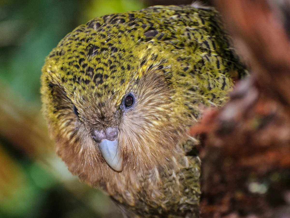 Chúng có bộ lông màu vàng xanh có đốm mịn, có đĩa mặt và mắt hướng về phía trước như một con cú mèo, mỏ lớn màu xám, chân ngắn, bàn chân lớn màu xanh lam, cánh và đuôi tương đối ngắn.