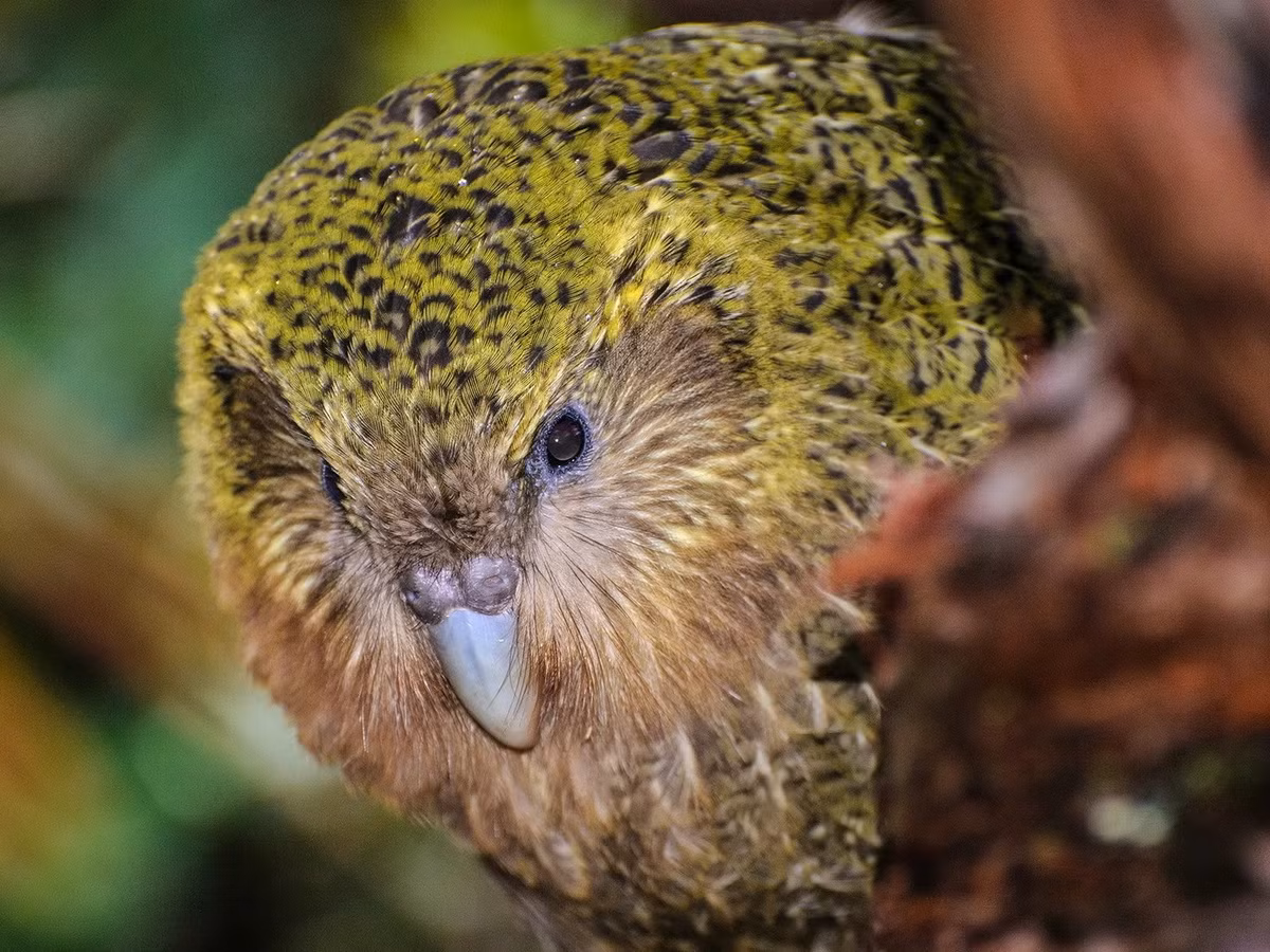 Chúng có bộ lông màu vàng xanh có đốm mịn, có đĩa mặt và mắt hướng về phía trước như một con cú mèo, mỏ lớn màu xám, chân ngắn, bàn chân lớn màu xanh lam, cánh và đuôi tương đối ngắn.