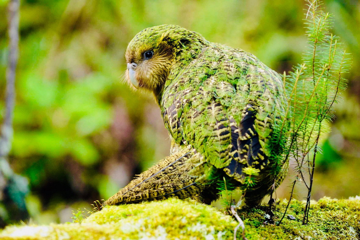 Kakapo hay vẹt cú (Strigops habroptilus) là tên gọi của một loài vẹt sở hữu nhiều đặc điểm kỳ lạ, chỉ có ở đất nước New Zealand. Tên gọi vẹt Kakapo của chúng xuất phát từ ngôn ngữ của người Maori bản địa, nghĩa là “vẹt đêm”.