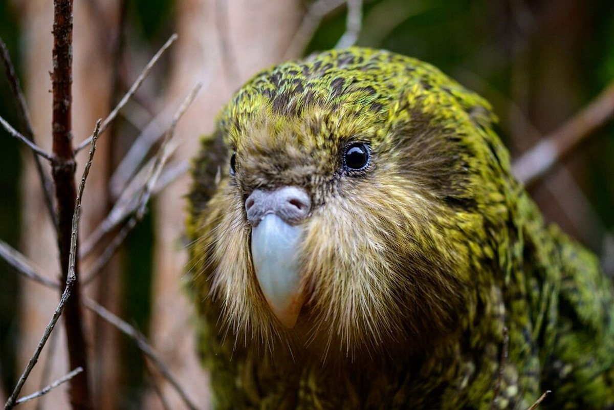 Theo các nhà khoa học, việc không chịu sự đe dọa của động vật săn mồi trên mặt đất trong hàng triệu năm khiến loài vẹt Kakapo tiến hóa theo một cách thức đặc biệt so với các họ hàng, mà đáng chú ý nhất là việc mất khả năng bay.