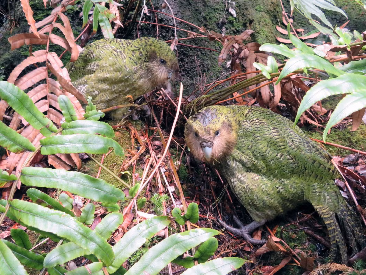 Loài vẹt này còn những điểm khác biệt khác so với các họ hàng là chuyên sống về đêm, chỉ ăn thực vật, có sự lưỡng hình về giới tính (con trống lớn hơn con mái), có tỷ lệ trao đổi chất cơ bản thấp và con trống không tham gia chăm sóc con non.