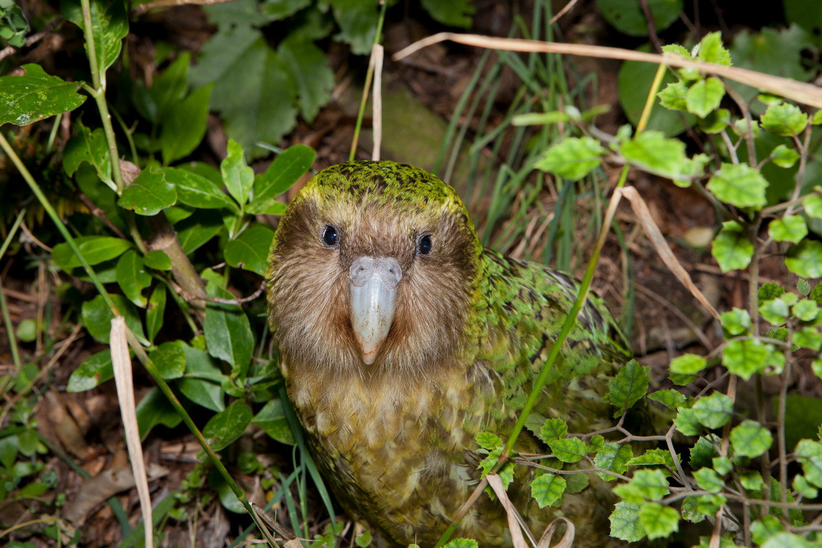 Tính đến tháng 6/2016, có 154 cá thể vẹt Kakapo còn sống được ghi nhận, hầu hết trong số đó đã được đặt tên riêng. Trong sách đỏ IUCN, những con vẹt to đùng này được xếp vào diện Cực kỳ nguy cấp.
