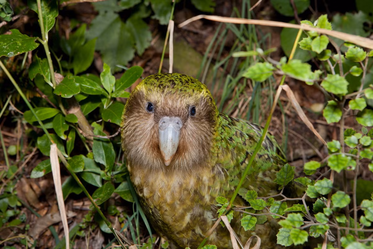 Tính đến tháng 6/2016, có 154 cá thể vẹt Kakapo còn sống được ghi nhận, hầu hết trong số đó đã được đặt tên riêng. Trong sách đỏ IUCN, những con vẹt to đùng này được xếp vào diện Cực kỳ nguy cấp.