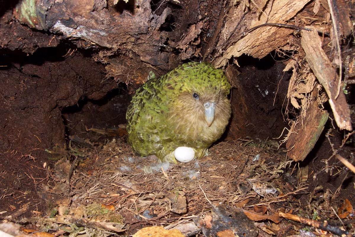 Vẹt mái có thể đi nhiều km để tìm chim trống. Sau khi giao phối, chúng trở về lãnh thổ của mình để đẻ trứng và nuôi chim con. Con trống tiếp đi cưa cấm các con mái khác cho đến khi mùa sinh sản kết thúc.