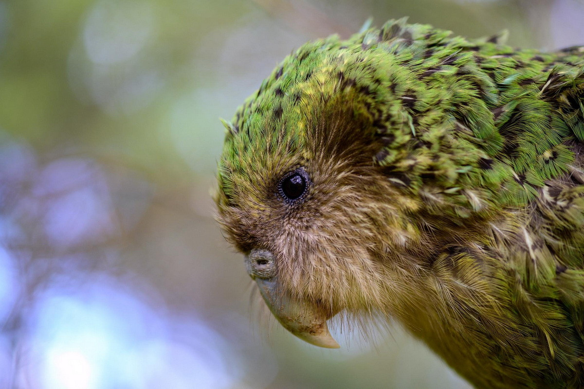 Vẹt Kakapo có vị trí quan trọng trong văn hóa dân gian của người Maori. Chúng xuất hiện trong nhiều truyền thuyết và bị săn lùng để lấy thịt làm thực phẩm và lông vũ làm trang phục. Đôi khi người Maori cũng nuôi chúng làm vật cưng.