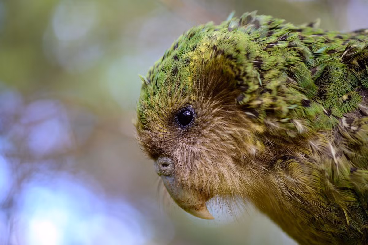 Vẹt Kakapo có vị trí quan trọng trong văn hóa dân gian của người Maori. Chúng xuất hiện trong nhiều truyền thuyết và bị săn lùng để lấy thịt làm thực phẩm và lông vũ làm trang phục. Đôi khi người Maori cũng nuôi chúng làm vật cưng.
