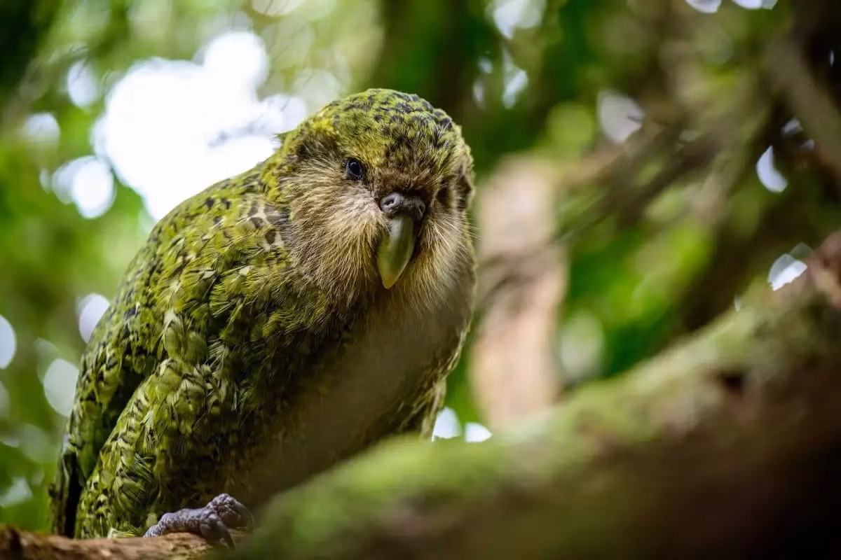Do quá trình thuộc địa hóa New Zealand, và đặc biệt là việc người châu Âu mang tới những động vật ăn thịt như mèo, chuột, chồn sương và chồn ecmin, đã có lúc vẹt Kakapo gần như bị xóa sổ.