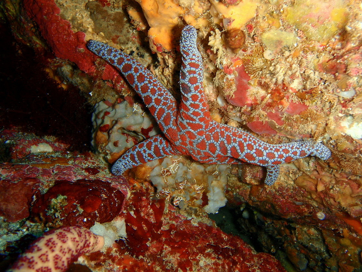 Sao biển khảm (Plectaster decanus) dài 20-24 cm, sống ở các bờ biển đá Tây Nam Thái Bình Dương. Tương tự một số thành viên cùng họ khác, chúng có đặc điểm nổi bật là màu sắc và hoa văn đa dạng.