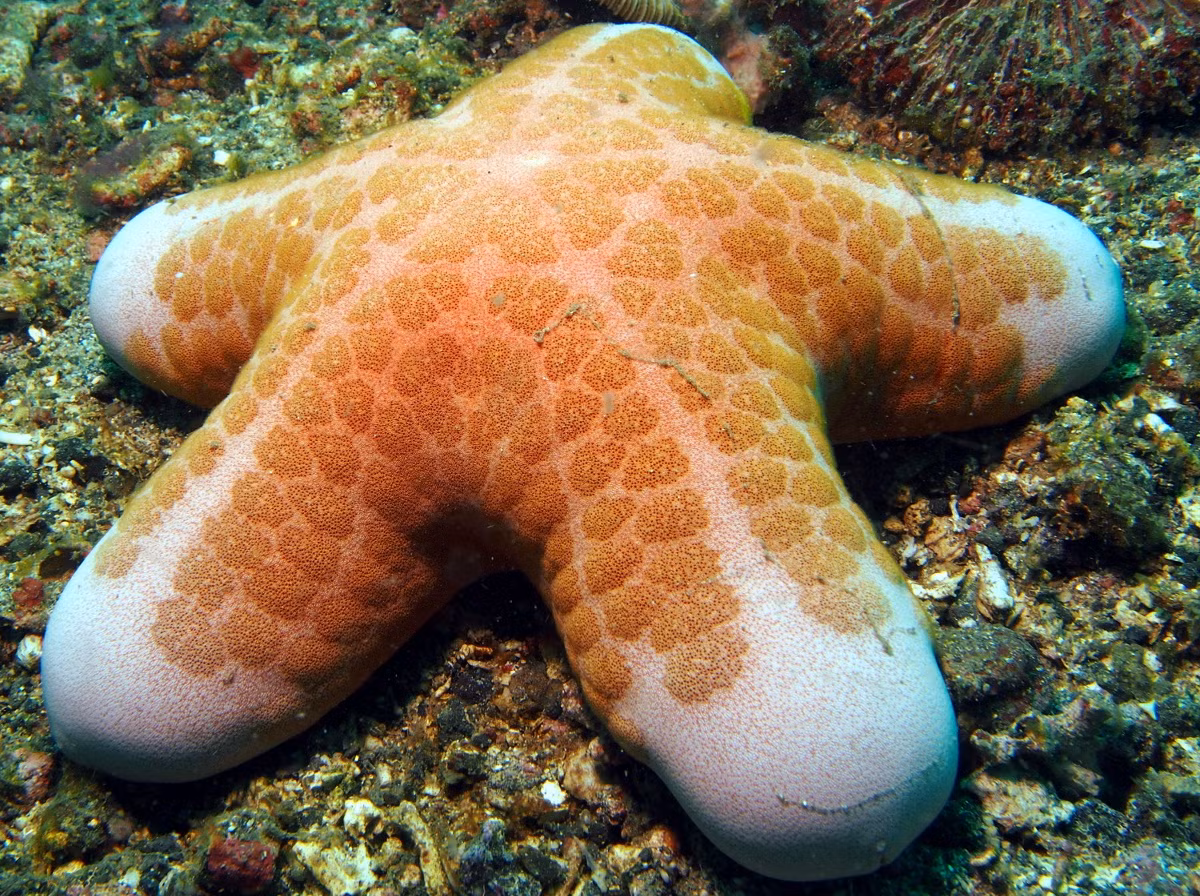 Sao biển hạt (Choriaster granulatus) dài 20-27 cm, phân bố ở Ấn Độ Dương - Thái Bình Dương. Loài sao biển đệm lớn này sống trên các triền dốc nhiều sỏi và các rạn san hô. Chúng ăn tảo và các mảnh vụn hữu cơ ở vùng biển nông.