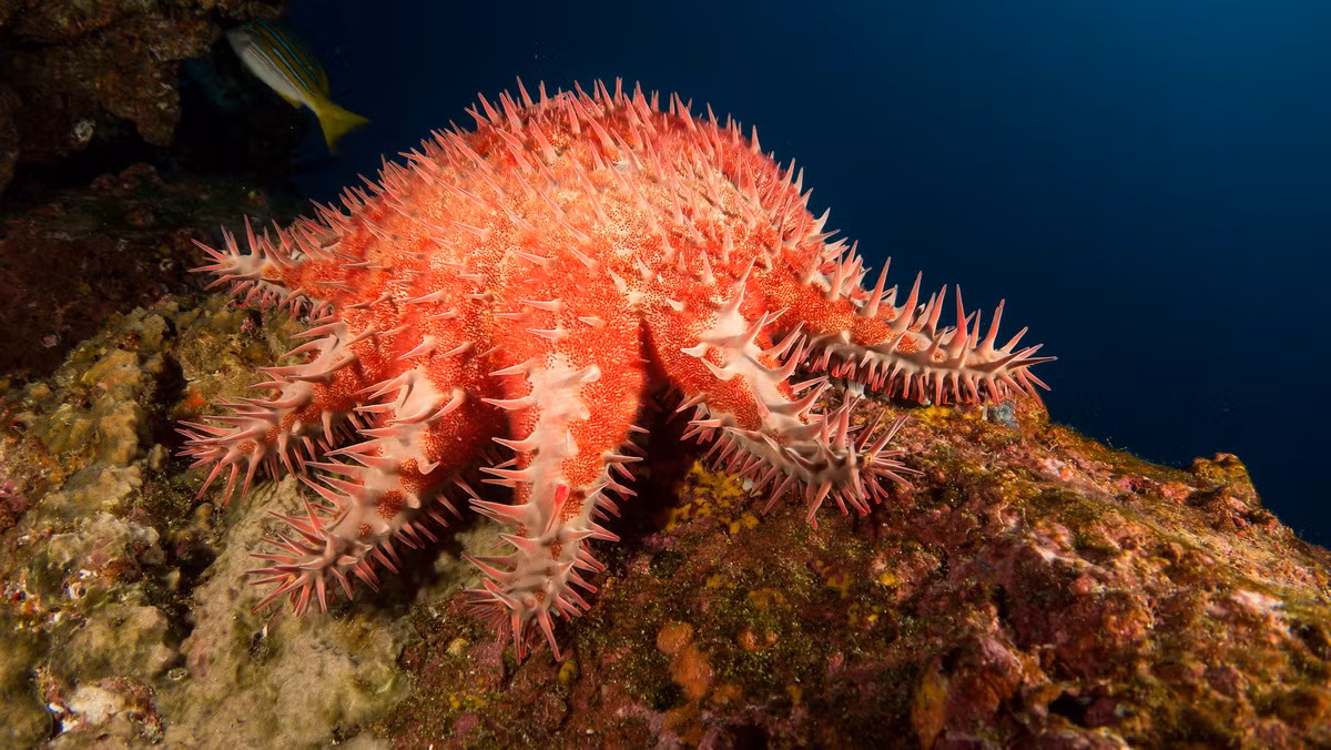 Sao biển mũ gai (Acanthaster planci) dài 50-60 cm, phân bố ở Ấn Độ Dương - Thái Bình Dương. Loài này chuyên săn các polip san hô và là mối đe dọa đối với hệ sinh thái rạn san hô. Chúng có 10-20 tay đầy gai nhọn, có độc tố nhẹ, có thể làm con người bị thương.