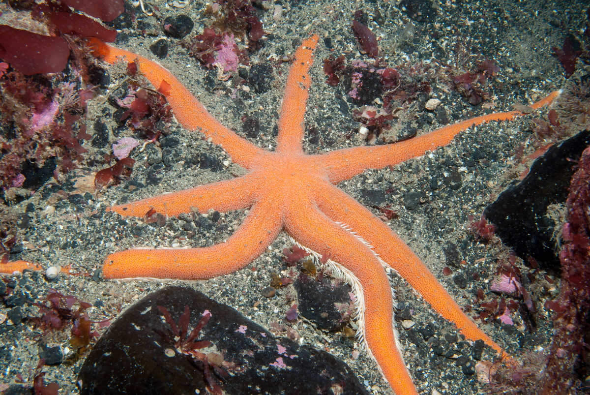 Sao biển bảy cánh (Luidia ciliaris) dài 50-60 cm, phân bố ở Đại Tây Dương. Khác với phần lớn các loài sao biển khác, loài này có bảy tay. Chúng có chân ống dài và di chuyển nhanh khi đuổi bắt các động vật da gai khác.