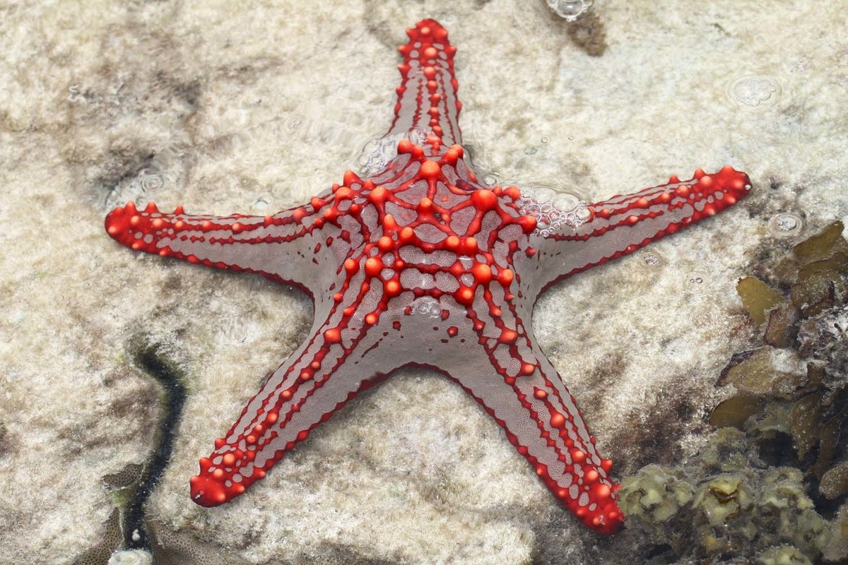 Sao biển núm đỏ (Protoreaster lincki) dài 25-30 cm, sống ở Ấn Độ Dương. Thuộc một họ sao biển đệm, loài này ăn tảo khi còn non và chuyển sang săn các động vật không xương sống khác khi trưởng thành.
