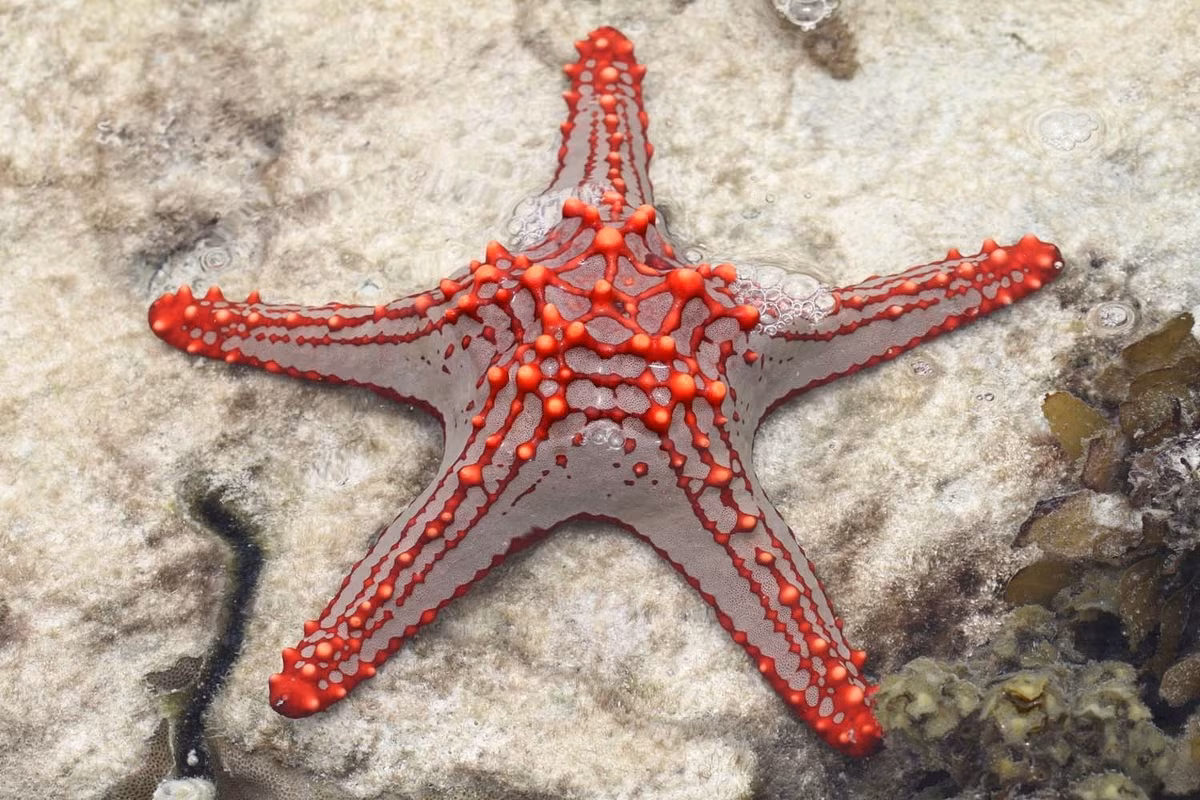 Sao biển núm đỏ (Protoreaster lincki) dài 25-30 cm, sống ở Ấn Độ Dương. Thuộc một họ sao biển đệm, loài này ăn tảo khi còn non và chuyển sang săn các động vật không xương sống khác khi trưởng thành.