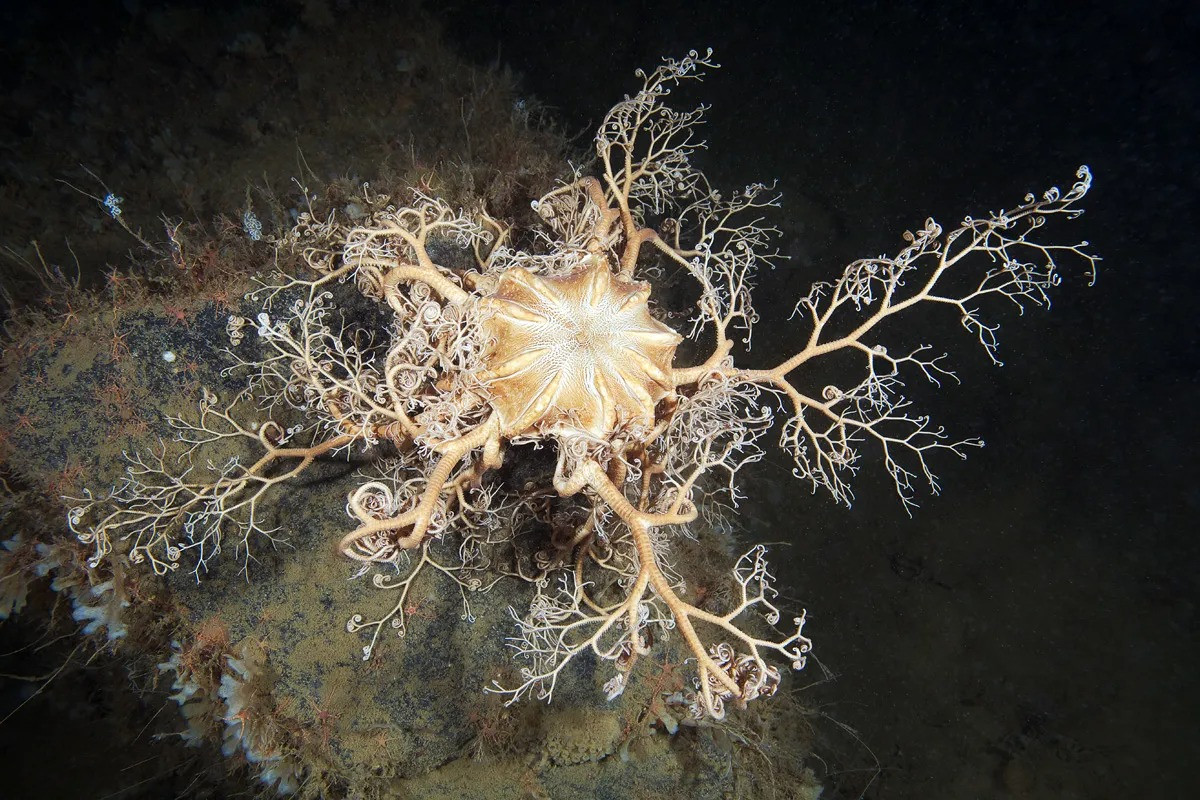 Đuôi rắn đầu Gorgon (Gorgonocephalus caputmedusae) dài 20-25 cm, phổ biến ở các vùng bờ biển châu Âu. Loài này có những cánh tay phân nhánh như những con rắn cuộn tròn. Các cá thể lớn thường xuất hiện ở nơi dòng biển chảy mạnh, dồi dào thức ăn.