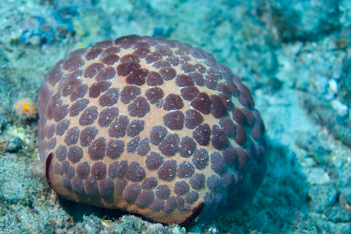 Sao biển gối (Culcita novaeguineae) dài 20-25 cm, phân bố ở Ấn Độ Dương - Thái Bình Dương. Loài sao biển ăn san hô này thuộc một họ sao biển có tay ngắn khi lớn lên. Đến khi trưởng thành, cơ thể chúng có hình tấm đệp to bè.